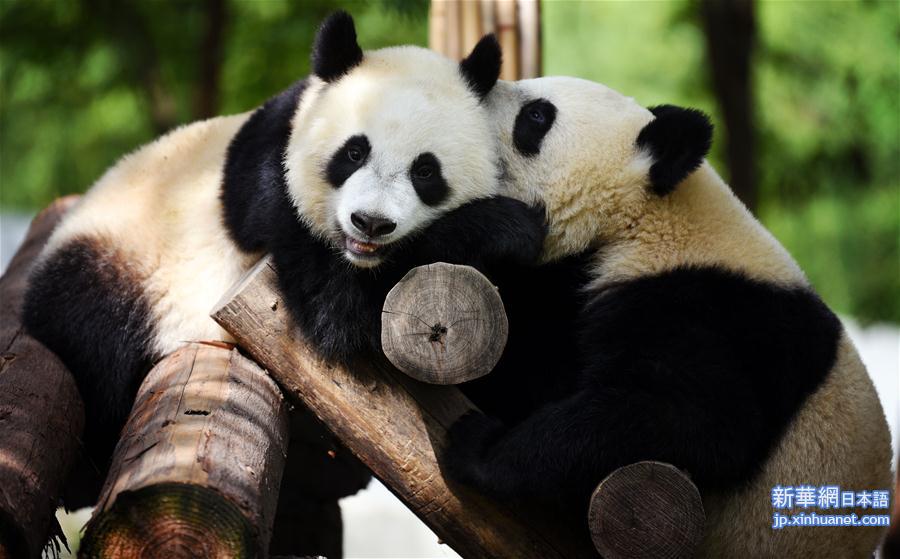 （社会）（1）秦岭大熊猫惬意的午后时光