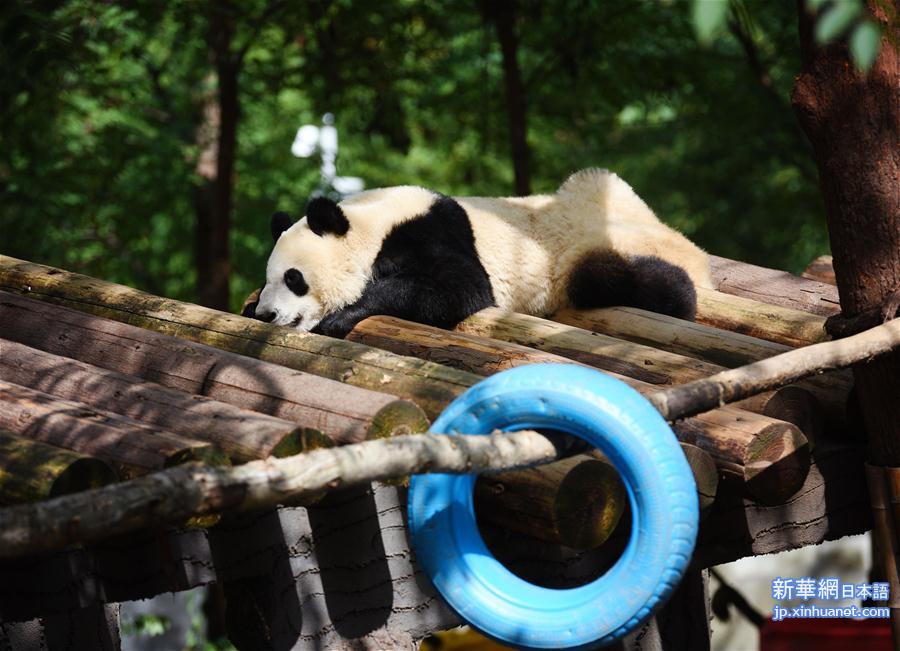 （社会）（2）秦岭大熊猫惬意的午后时光