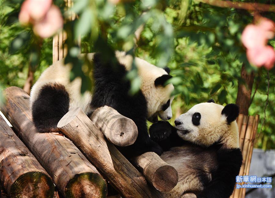 （社会）（3）秦岭大熊猫惬意的午后时光