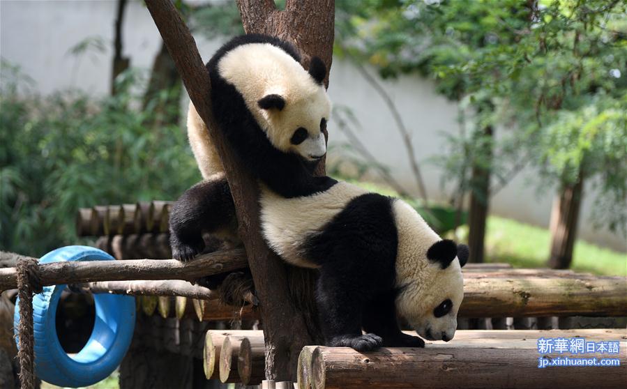 （社会）（4）秦岭大熊猫惬意的午后时光
