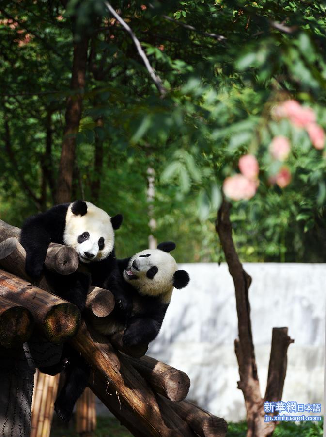 （社会）（5）秦岭大熊猫惬意的午后时光