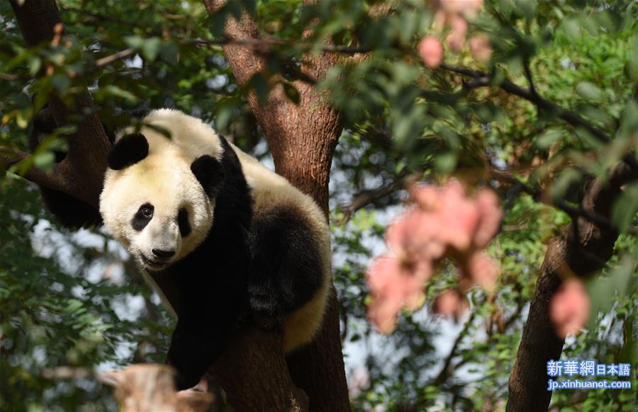 （社会）（6）秦岭大熊猫惬意的午后时光