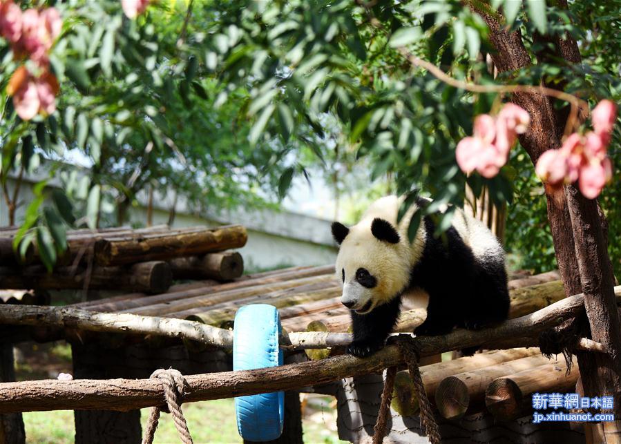 （社会）（7）秦岭大熊猫惬意的午后时光