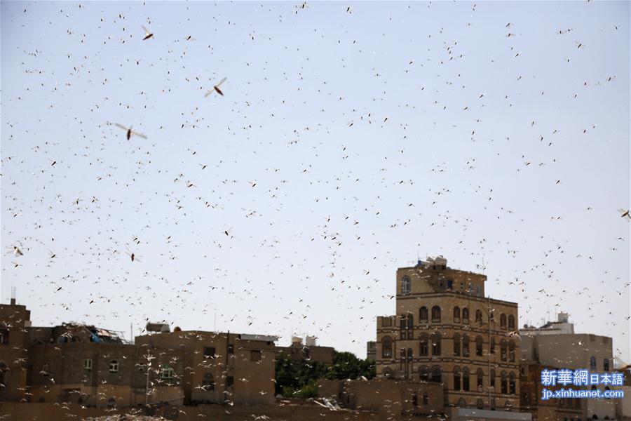（国际）（1）也门遭遇蝗虫入侵