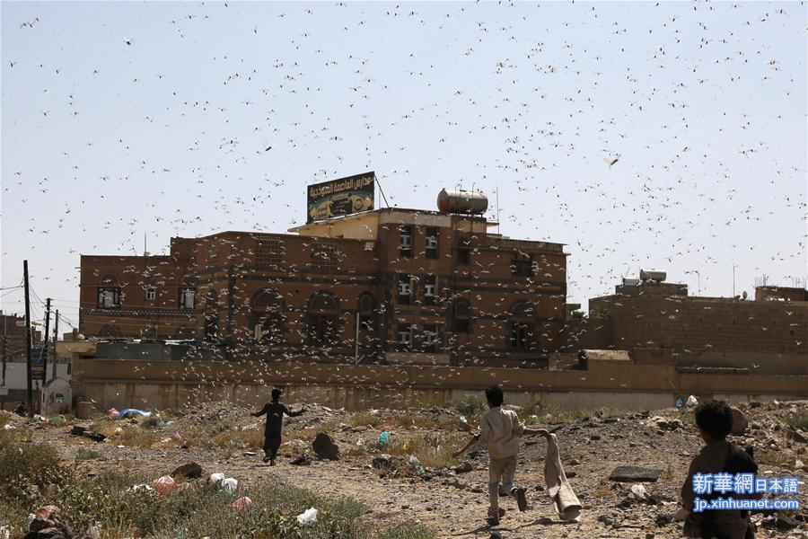 （国际）（2）也门遭遇蝗虫入侵