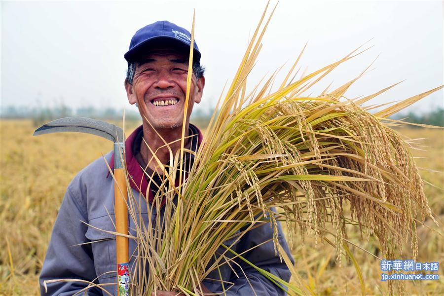 （经济）（1）山东潍坊：5万亩海水稻测产平均亩产破千斤
