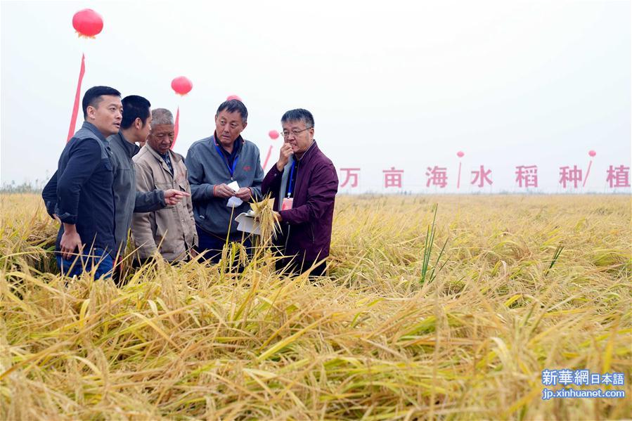 （经济）（2）山东潍坊：5万亩海水稻测产平均亩产破千斤