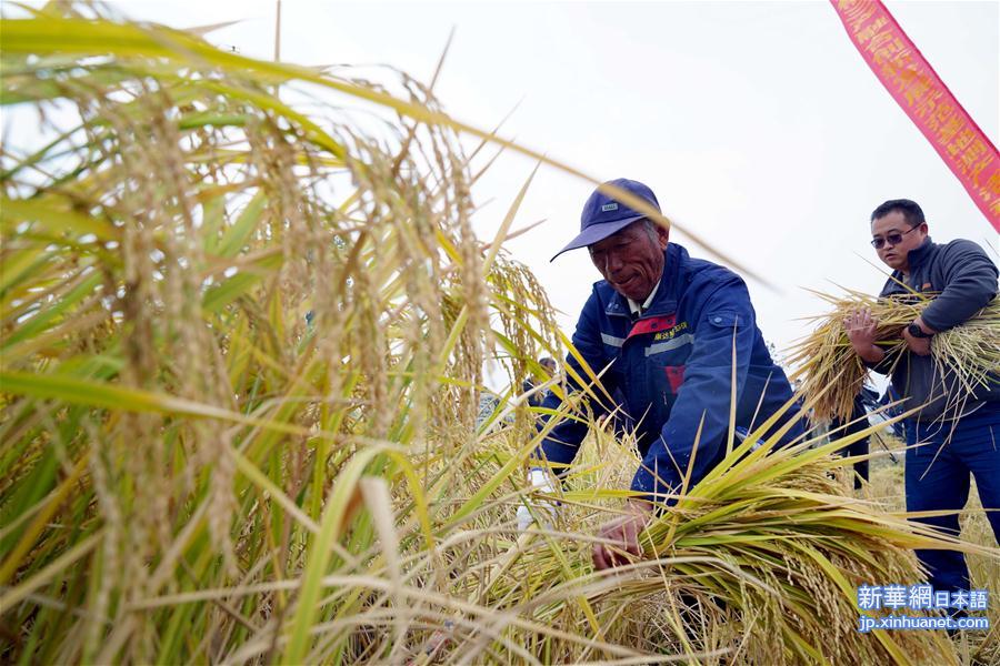（经济）（3）山东潍坊：5万亩海水稻测产平均亩产破千斤