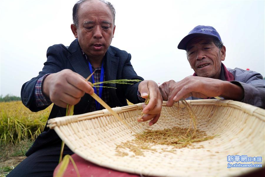 （经济）（4）山东潍坊：5万亩海水稻测产平均亩产破千斤