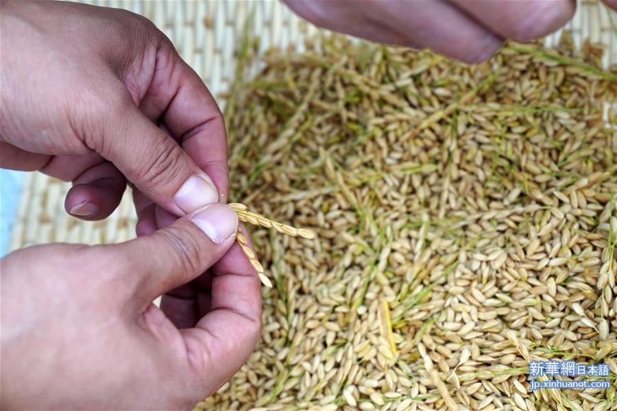 （经济）（5）山东潍坊：5万亩海水稻测产平均亩产破千斤