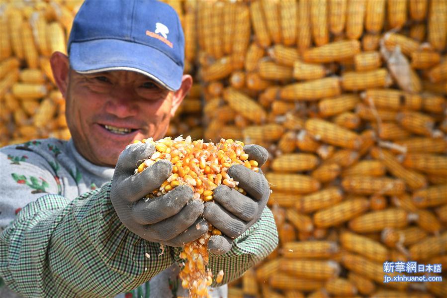 （经济）（1）山东青岛：金秋玉米喜丰收
