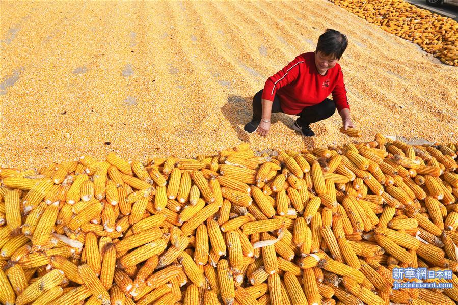 （经济）（3）山东青岛：金秋玉米喜丰收