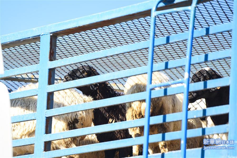 （社会）（12）中国开始接收蒙古国3万只“捐赠羊”