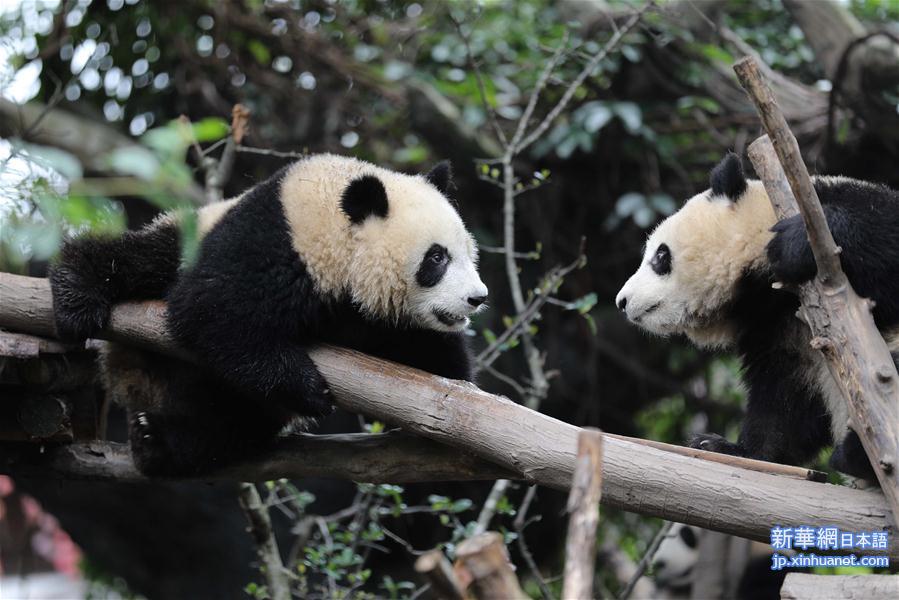 （环境）（4）“国际熊猫日” 看“滚滚”卖萌