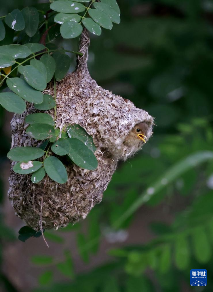 子育てに励むツリスガラ 中国河北省