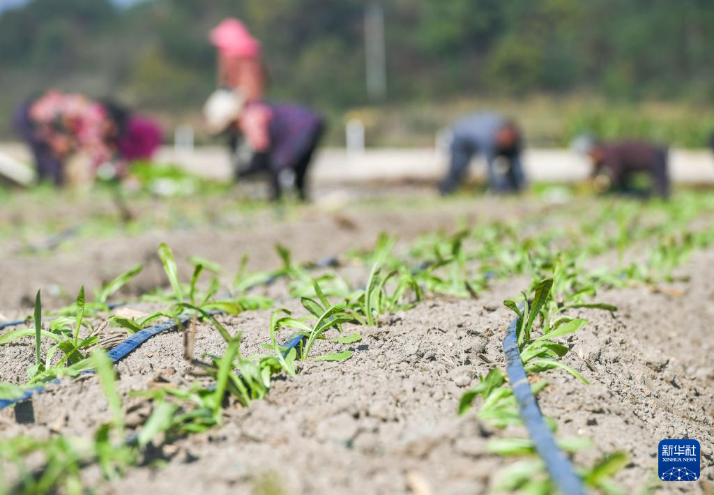 二十四节気 大雪 中国各地で冬の农作业