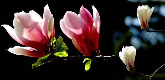 春爛漫の北京 モクレンの花が見ごろ