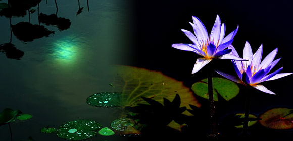 月の光がさしているハスの池