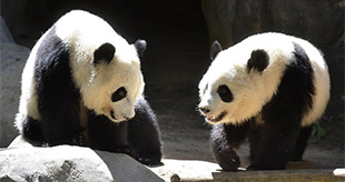 可愛いパンダ、米のアトランタ動物園