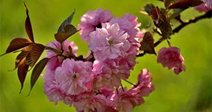 北京の蓮花池公園の春景色