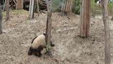 可愛いパンダ君、太りすぎで木登りの時に落ちた！