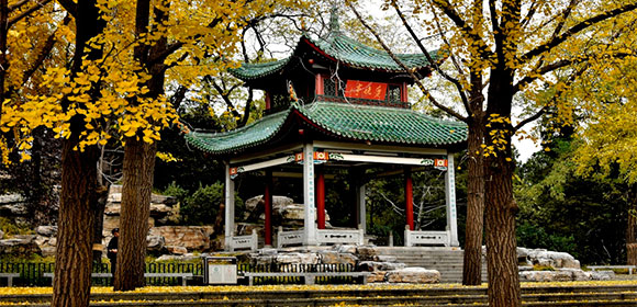 北京陶然亭公園、色づいたイチョウが秋色を演出