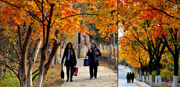 北京、もう一箇所の紅葉の名所・北宮森林公園