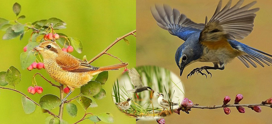 2013、各種の超美しい鳥の写真集