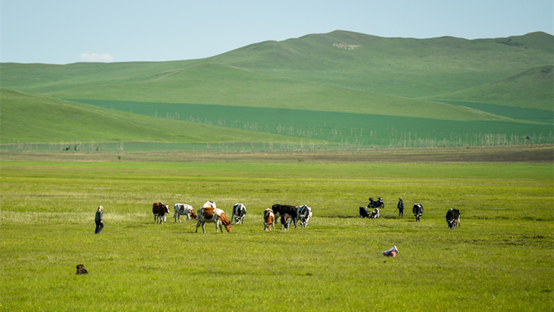 初夏を迎えたフルンボイル大草原　内モンゴル自治区