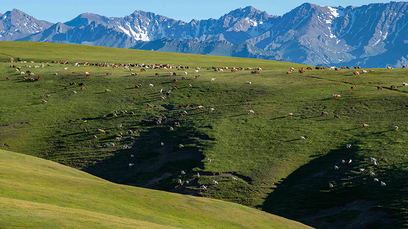 放牧の最盛期迎えた夏の牧場　新疆ウイグル自治区
