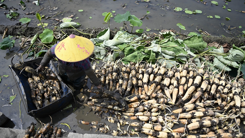 レンコン豊作、収穫と植え付け最盛期　広西チワン族自治区