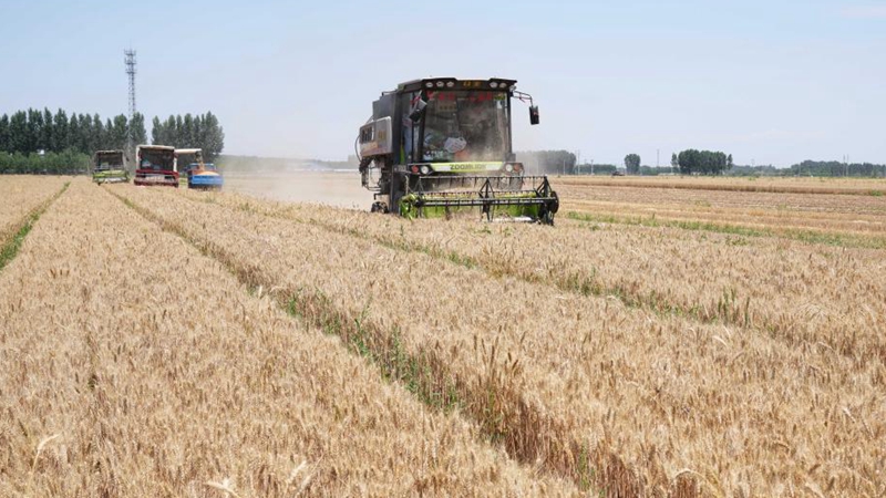 河北省の小麦収穫、間もなく完了
