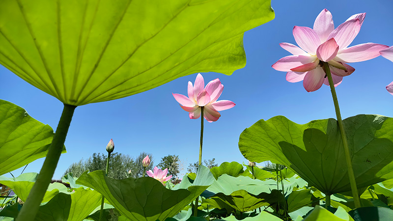 鳴翠湖国家湿地公園に咲き誇るハスの花　寧夏回族自治区