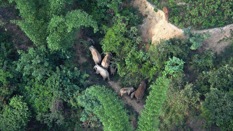 雲南省のゾウの群れ、石屏県に入る