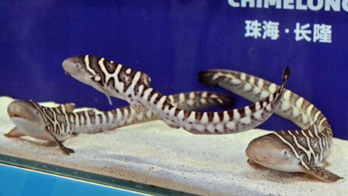 絶滅危惧種トラフザメの繁殖に再び成功　広東省珠海市