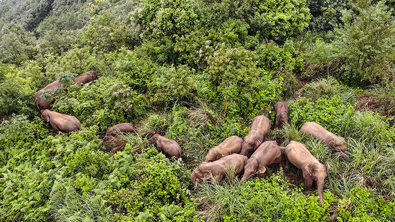 雲南省のゾウの群れ、本来の生息地に戻る