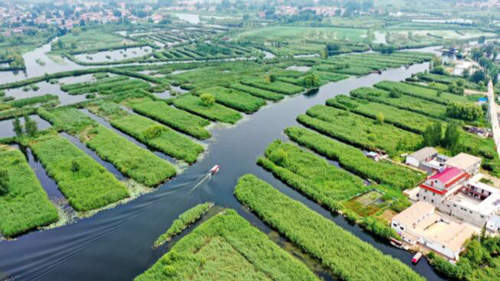 雄安新区の淡水湖、白洋淀の生態環境が継続的に改善　河北省