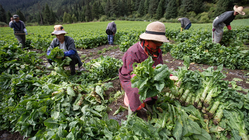 高原野菜が農業振興を推進　四川省アバ・チベット族チャン族自治州