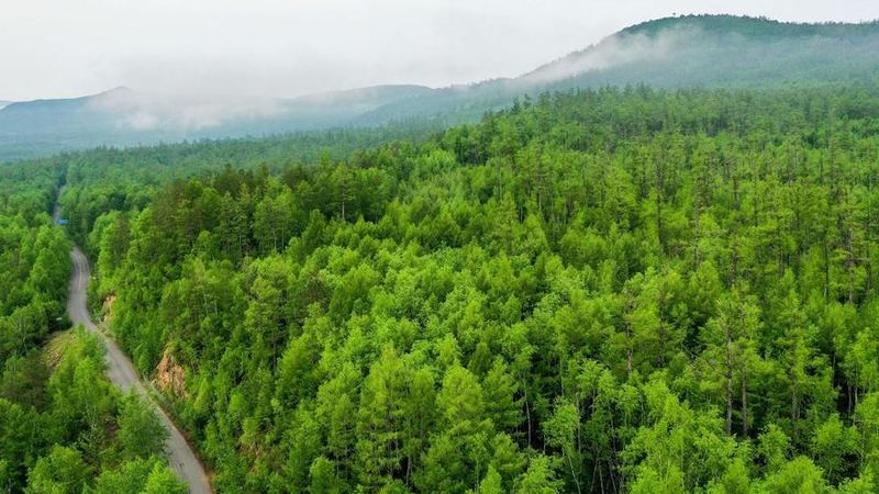 きらめく新緑、国立森林公園の夏景色　内モンゴル自治区アルグン市