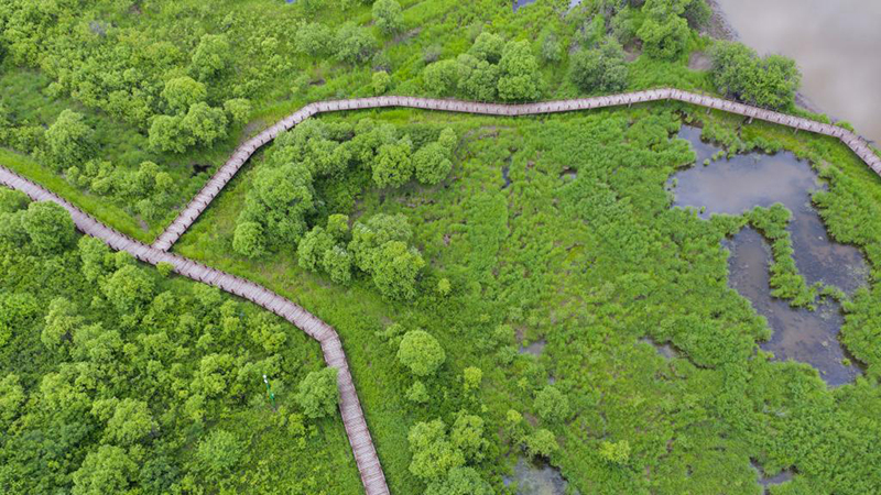 雄大な自然を満喫、烏蘇里江国家湿地公園の夏景色　黒竜江省