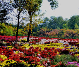 北京のオリンピック森林公園の美しい秋景色