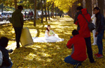 珍しい黄葉の下で結婚記念写真を撮る