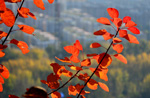 北京百望山森林公園、山の至る所を飾る紅葉