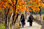 北京、もう一箇所の紅葉の名所・北宮森林公園