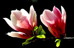 春爛漫の北京 モクレンの花が見ごろ