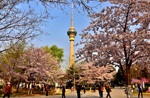 北京の桜名所・玉渊潭公園で桜祭り開催