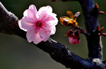 桃花は依然として春風に笑む