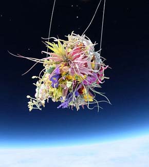日本人植物アーティスト、上空千メートルで盆栽を撮影