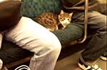 日本　電車に乗るネコの微笑ましい姿