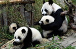 広州長隆の3つ子パンダ